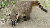 A Coati Stole My Sandwich! One of the funniest things I’ve seen on my travels happened at Iguazu Falls National Park in Argentina. While eating our (overpriced) cafeteria lunches, an intrepid coati snuck up onto the table and stole my sandwich right off the tray! These South American relatives of the raccoon are omnivorous scavengers that will eat just about anything they can get their paws on. Although they are...