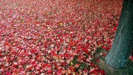 &nbsp; The leaves are starting to change color in the northern hemisphere as autumn begins. This is a fantastic time to travel because of lower costs, cooler weather, and fewer crowds. Here’s a list of regions in the world where fall is especially spectacular. Where is your favorite destination to experience autumn? &nbsp; [polldaddy poll=3875391]