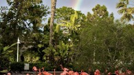 I took this photo last weekend at Sea World, while visiting my sister and nephew in San Diego, California. As if the flamingoes weren’t colorful enough, a rainbow formed in the background making for a perfect photo op! &nbsp; This photo was my submission for Budget Travelers Sandbox Travel Photo Thursday. Check out more photos on their site too!