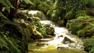 Paradise Found: Terra Nostra Park, São Miguel Island Fragrant cedars, stately oaks and ancient tree ferns reach up toward the sky… Gentle creeks trickle into swan-filled lily ponds… Meandering footpaths wind along serpentine canals to mysterious grottoes… The exotic botanical gardens of Parque Terra Nostra seem almost primeval. Secluded in the heart of the Azores’ São...