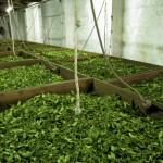 drying tea leaves