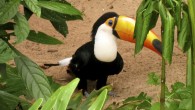 Side Trip: Parque das Aves – Foz do Iguaçu, Brazil It’s always wonderful to see animals in their natural habitat. Just outside the entrance to one of the most majestic natural wonders in the world—Iguaçu Falls—is a little gem that’s definitely worth a couple hours visit. The Parque das Aves (Bird Park) is Latin America’s largest, featuring gorgeous...