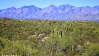 Greetings From… Saguaro National Park, Arizona One of the greatest symbols of the American Southwest is the tall and sturdy saguaro cactus. Reaching heights of 60 feet (18 meters), the only place in the world where they grow natively is in the Sonoran Desert of southern Arizona, southeastern California and northern Mexico. These mighty cacti can...