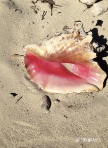 conch shell
